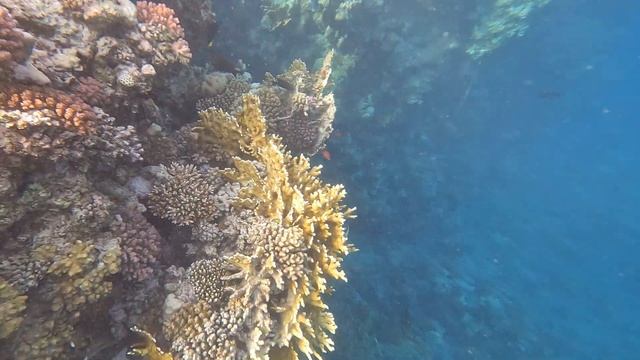 Ghalib Beach, Marina Resort Port Ghalib, A Member Of Radisson Individuals, Corals, Fish, Sea, 4k, 4