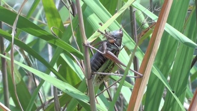 野鳥撮影・ キリギリス　Grasshopper смотреть онлайн