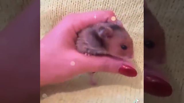 Хомячки!Ставим лайк и подписка!!! #хомка #хомяк #хомяки смотреть онлайн