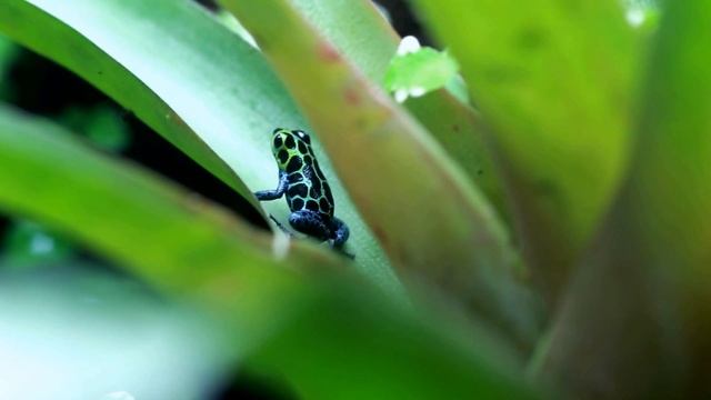 Ranitomeya Imitator Alto Cainarache смотреть онлайн