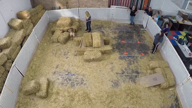 AKC Barn Hunt Boerboel смотреть онлайн