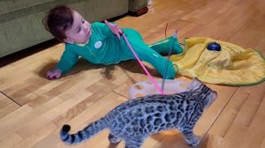 Все ли бенгальские кошки опасны для младенцев?