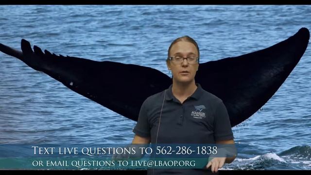 Ask A Scientist: Marine Mammals (K-5) смотреть онлайн