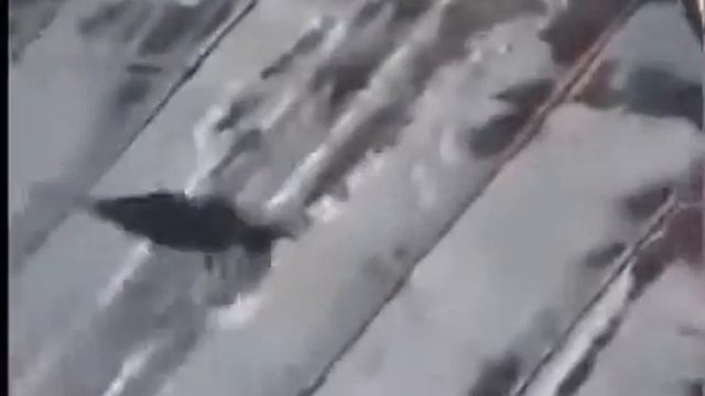 Ворона сноубордистка прикол 2015 смотреть онлайн