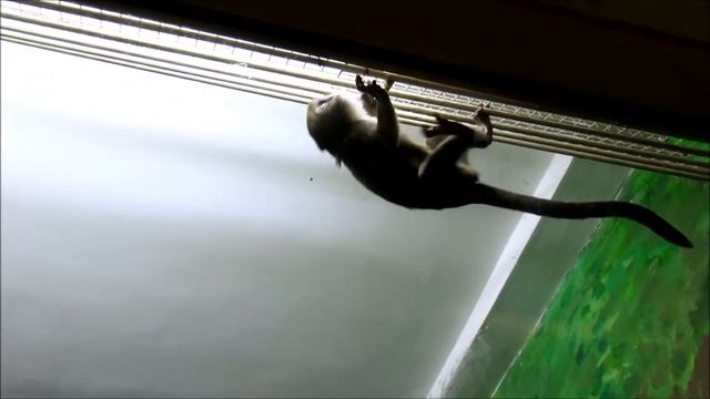 Бразза с малышами. 16.10.19 г. смотреть онлайн