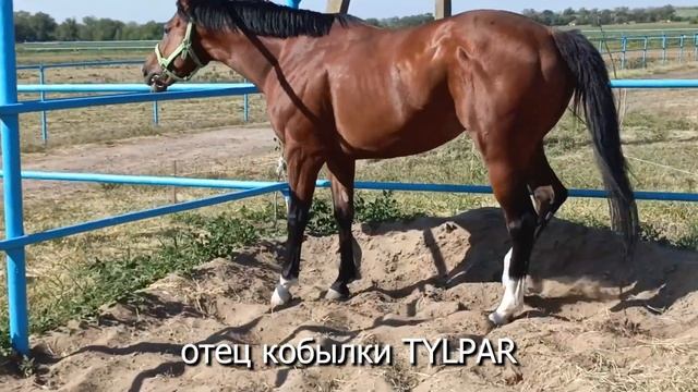 Продажа ЧК кобылка 2023г.р. TYLPAR - KUBRIKRIS ЦЕНА по тел +79883400208 ВАЦАП Телеграм смотреть онлайн