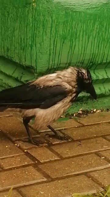 Когда очень хочется пить #вороны / When you are so thirsty #crow #crowfashion смотреть онлайн