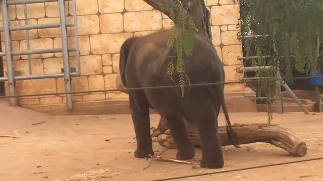 Слоник пукнул 🐘💨как пукают животные? elephant farts смотреть онлайн