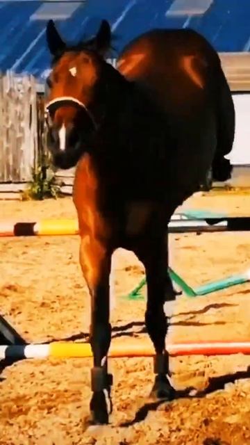 🥰#HORSE#horsejamping#equestrian#myhorse#моялошадь#лошадь смотреть онлайн