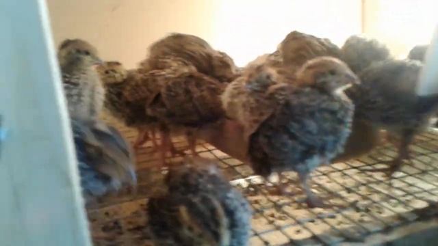 Часть 3. Питомцам нашим 10 дней. смотреть онлайн