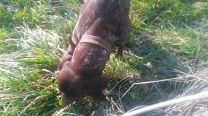 Животные, которые едят траву, называются травоядными или растительноядными.