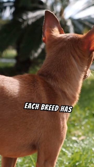 Pinscher : the Min Pin смотреть онлайн