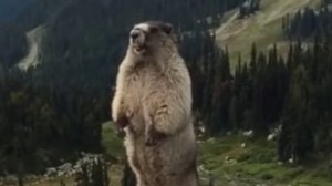 бабëр арëт аааааааа_аа