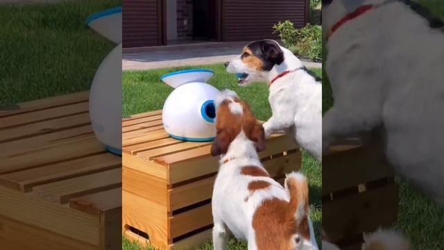 С iFetch на природе смотреть онлайн