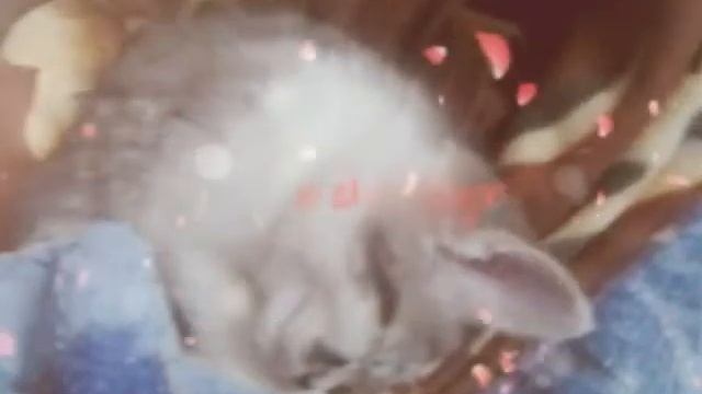 Трагическое видео про Дымку смотреть онлайн