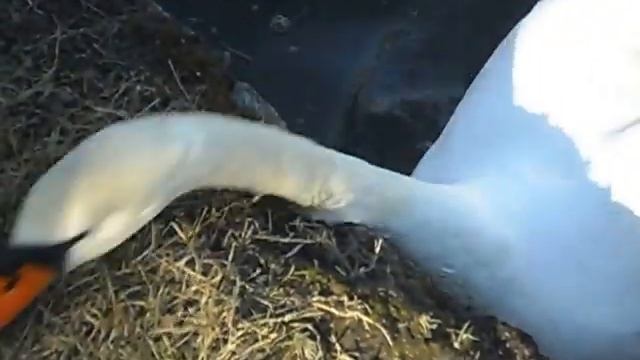 Жизнь в Германии. Каменц. Весна на Tuchmacherteich. смотреть онлайн