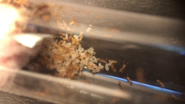 Die Kolonie ohne Winterruhe halten? | Solenopsis fugax Update #02 смотреть онлайн