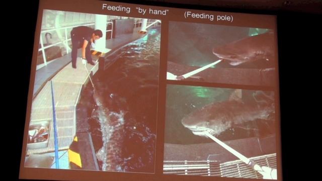 Husbandry of the tiger shark, Galeocerdo cuvier, at the Acuario de Veracruz, México  Содержание тигр