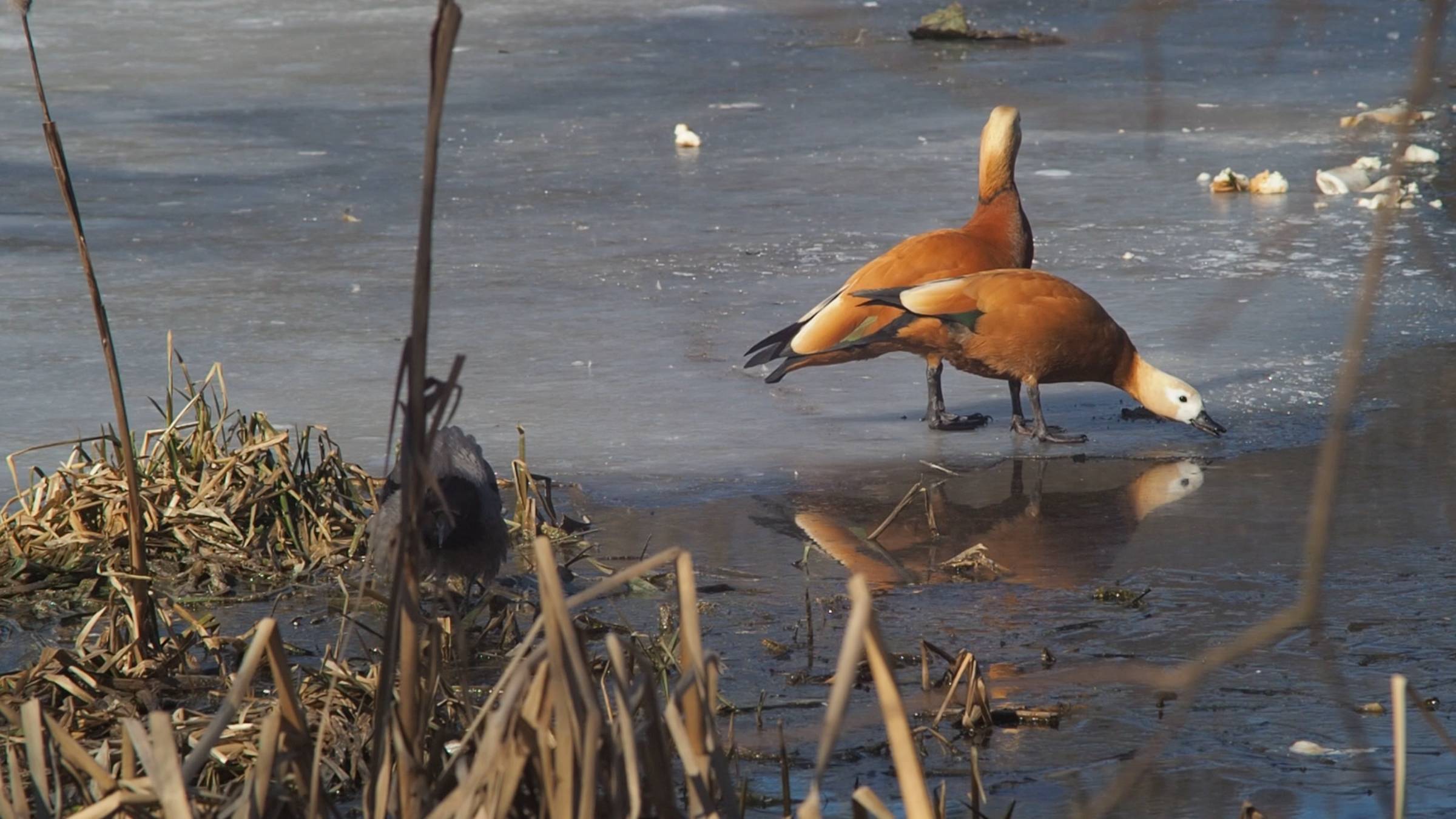 Покровское-Стрешнево – тесты объективов
