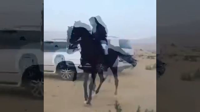 Арабский Лошадь смотреть онлайн