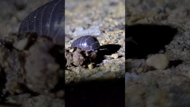 Slater pill bug eating Australia :Armadillidium vulgare, Porcellio scaber смотреть онлайн