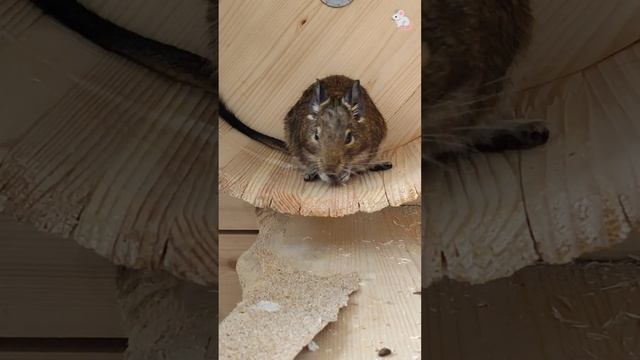 Как ругается белка☺☺💗 Крысы дамбо + белки дегу❤🔥❤🔥 смотреть онлайн