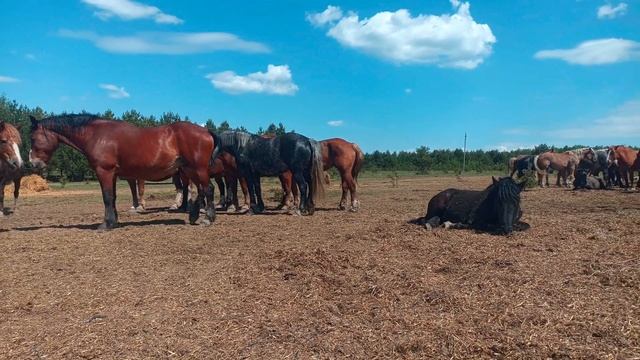 лошади, жеребята... смотреть онлайн