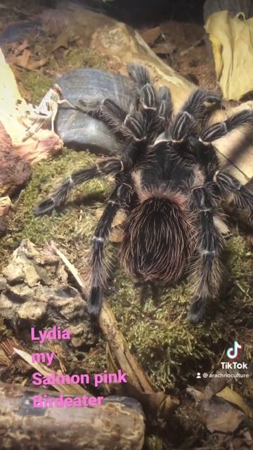 Lasiodora parahybana female Lasiodora parahybana aka The salmon pink Birdeater смотреть онлайн