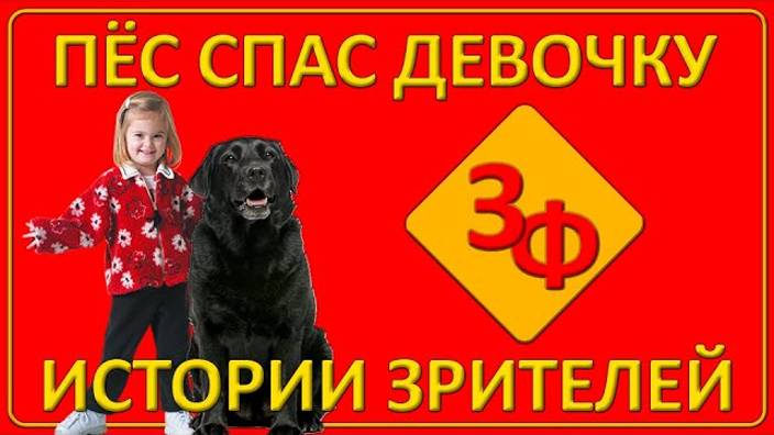 081 Загадочный пёс спас девочку от волков _ Истории наших зрителей [get-save.com] смотреть онлайн
