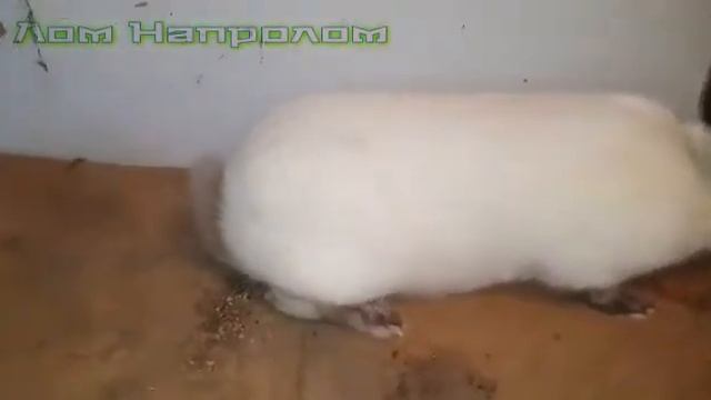 Мегахвост у кролика! смотреть онлайн