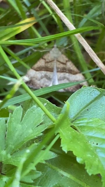 Метелик Гіпена хоботкова (Hypena proboscidalis) у вроцлавському парку #butterfly #insects #nature смотреть онлайн