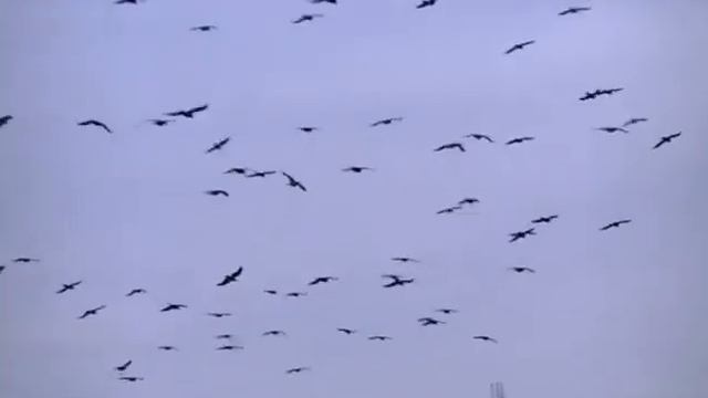 Моржи Придунавья.Дунайский пляж 02.02.13 смотреть онлайн