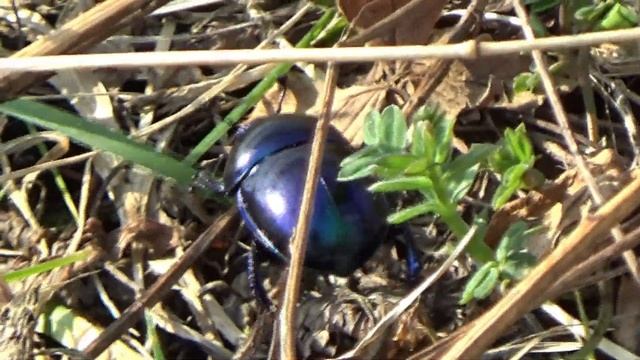 Żuk leśny Anoplotrupes stercorosus to gatunek chrząszcza, należący do rodziny żukowatych смотреть онлайн