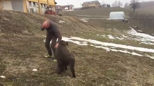 Wild boar and man 1 on 1! Дикий кабан и мужик 1 на 1! Ты такое видел? смотреть онлайн