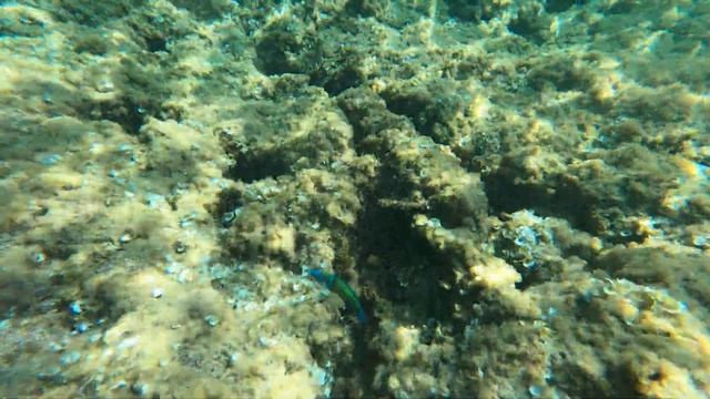 Pez Thalassoma pavo utilizando piedra como herramienta смотреть онлайн