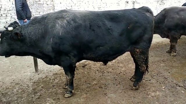 50 млнга Новвослар сотилди Мол бозор нархлари смотреть онлайн