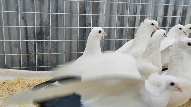 Сороки на продажу ! смотреть онлайн
