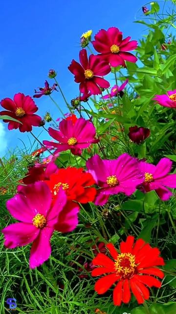 🎑 HD Video wallpaper and Call background. 🎑#top_strix_videosgraphics_abstractart_calligraphy #short смотреть онлайн