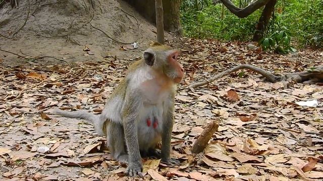 Baby Aruna interesting when mommy monkey Anita nursed by milk смотреть онлайн