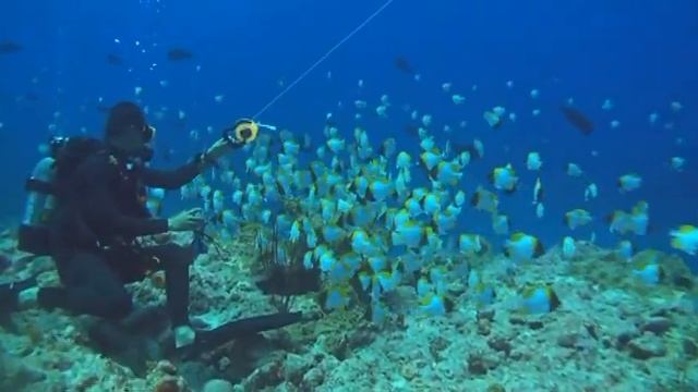 7 10　カスミチョウチョウウオ смотреть онлайн
