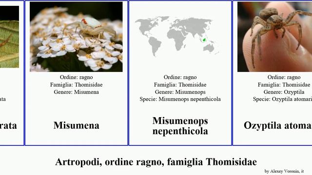 Artropodi, ordine ragno, famiglia Thomisidae sidymella ozyptila arthropoda versicolor variabilis смотреть онлайн