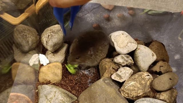 Обыкновенная Полёвка Хрустит Салатиком  Microtus arvalis