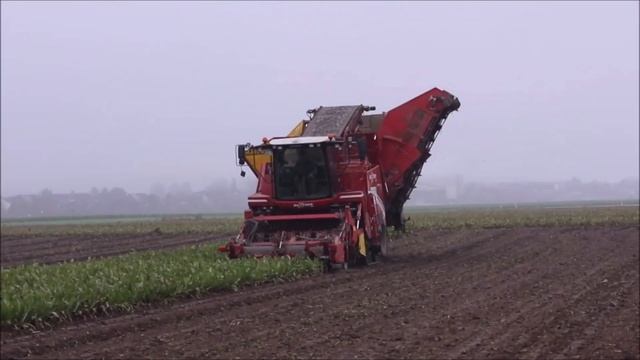 Grimme Maxtron 620 beim Zuckerrüben ernten! смотреть онлайн