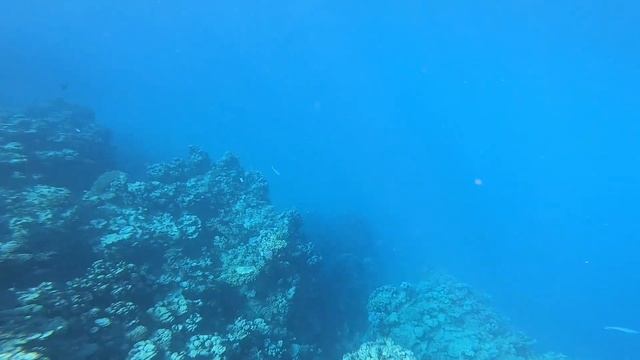 Nurkowanie Marsa Alam Egipt смотреть онлайн