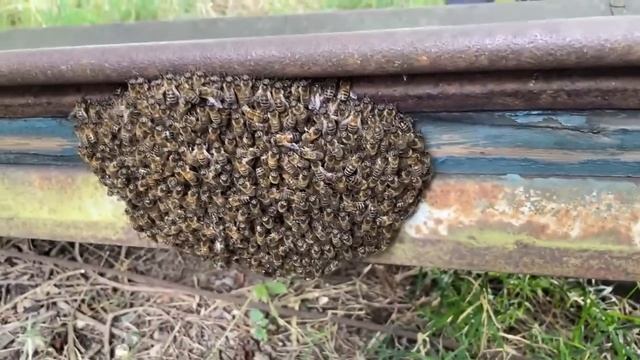 Live von Pias Bienenstand - 04.08.2024 смотреть онлайн