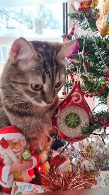 Кошка Ася смотреть онлайн