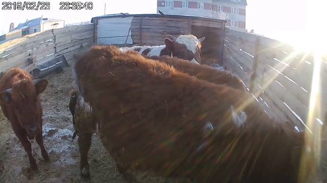 Продам Быка 1 один год на Племя пятнистый помесь с Айшир смотреть онлайн