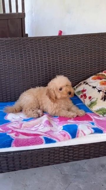 ВИЛЛИ той-пудель абрикос полностью привит Документы РКФ, родители имеют титулы Без брака Продажа смотреть онлайн