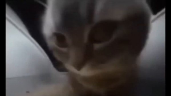 чипи чипи 1 час