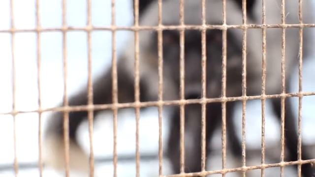 Порятунок песців з хутряної ферми смотреть онлайн